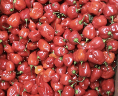Fresh Pepper