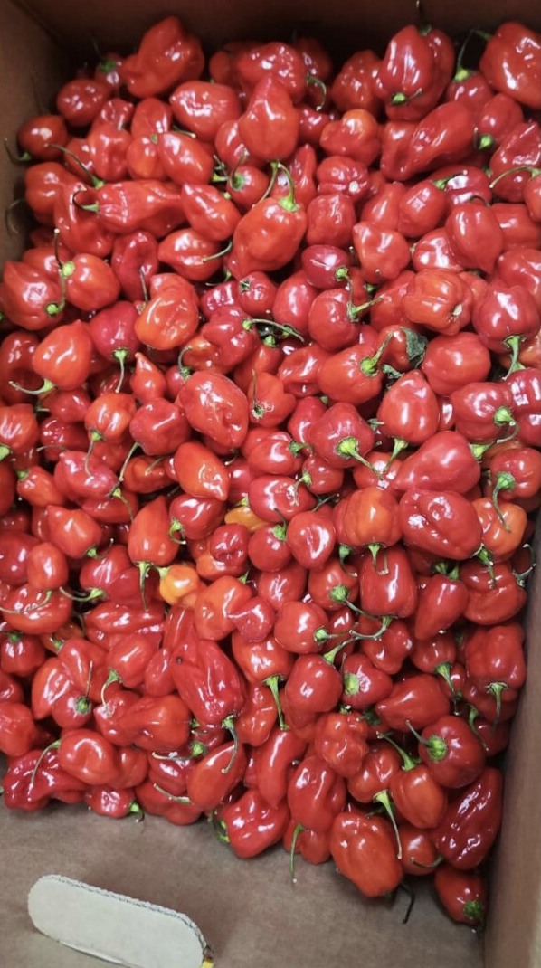 Fresh Pepper