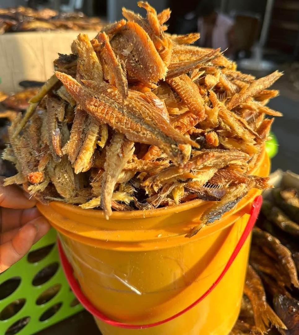 BONGA FISH