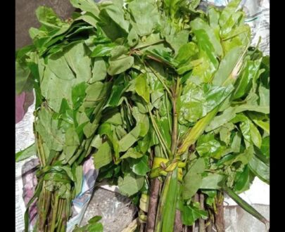 FRESH OHA LEAF