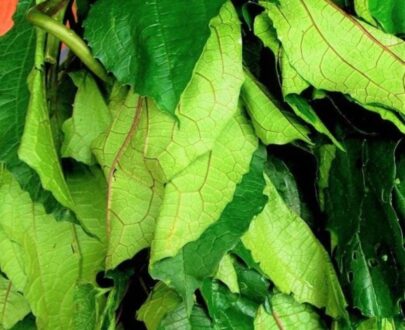 FRESH UGU LEAF