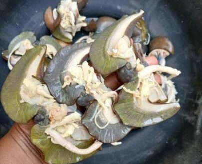 FRESH SNAIL