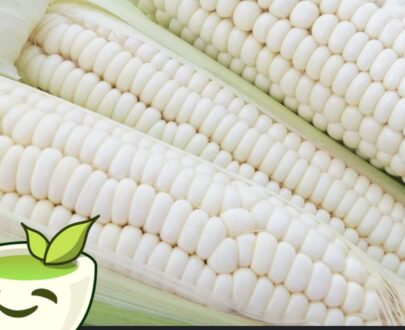 FRESH NIGERIA CORN