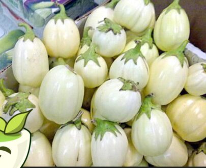FRESH WHITE GARDEN EGG PLANT