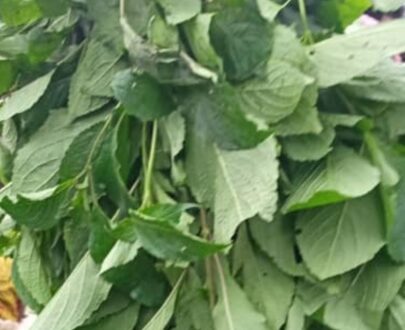 SCENT LEAF