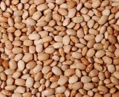 OLOYIN BEANS 50LBS
