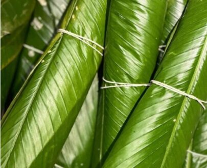 MOI MOI LEAF big bundle